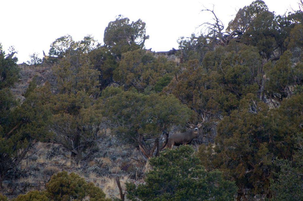 Take the Shot? A Young Hunter gets an Opportunity at a Magnificent Mule Deer Buck. It’s a long shot in challenging, windy conditions. Should he Take the Shot? - Presented by Badlands