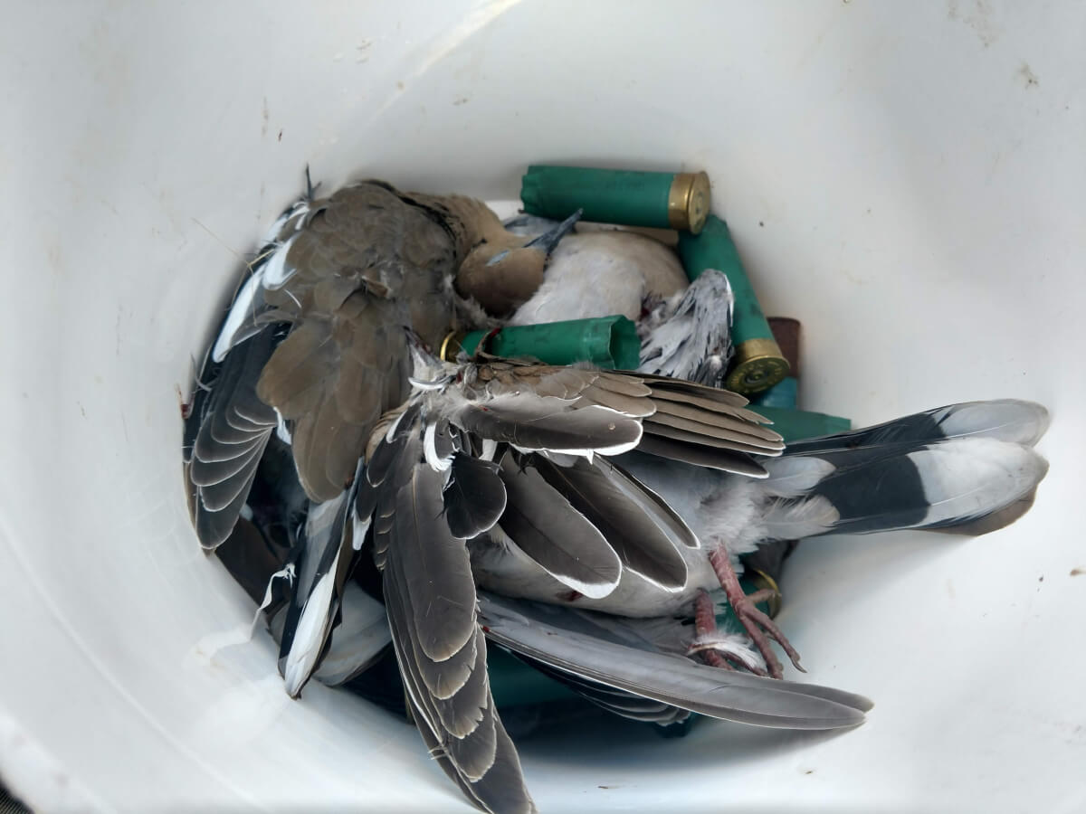 bucket with doves and shotshells in it