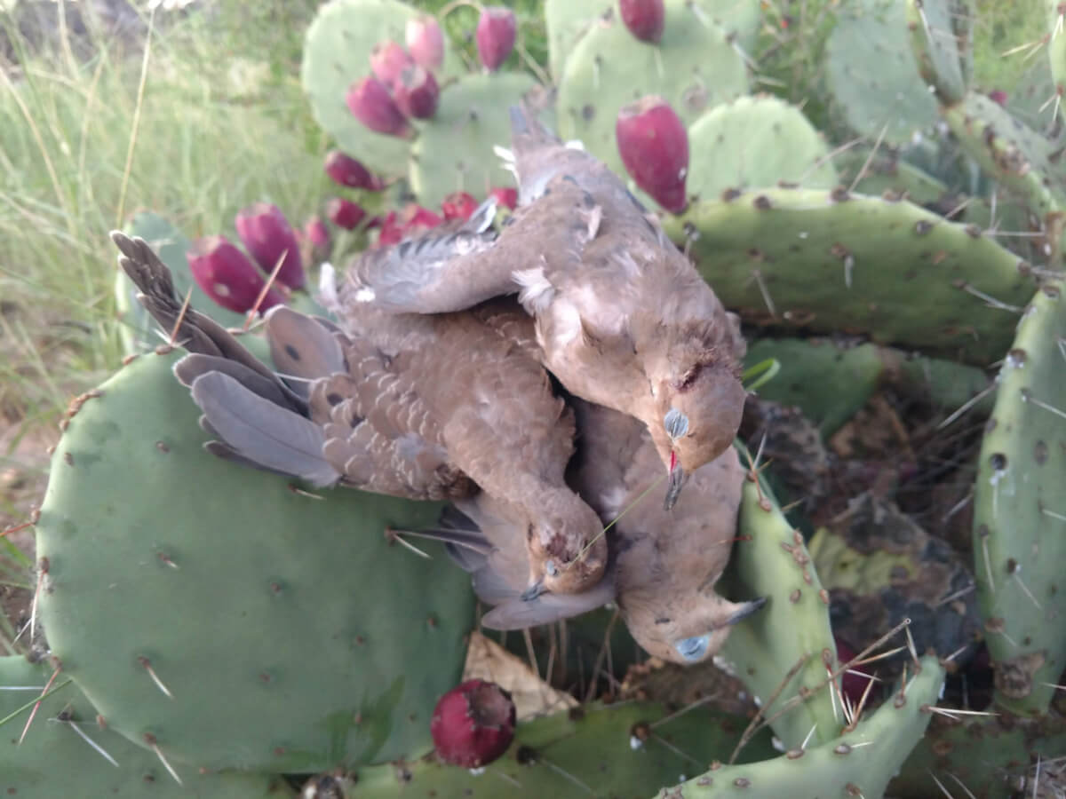 three dove on a cactus