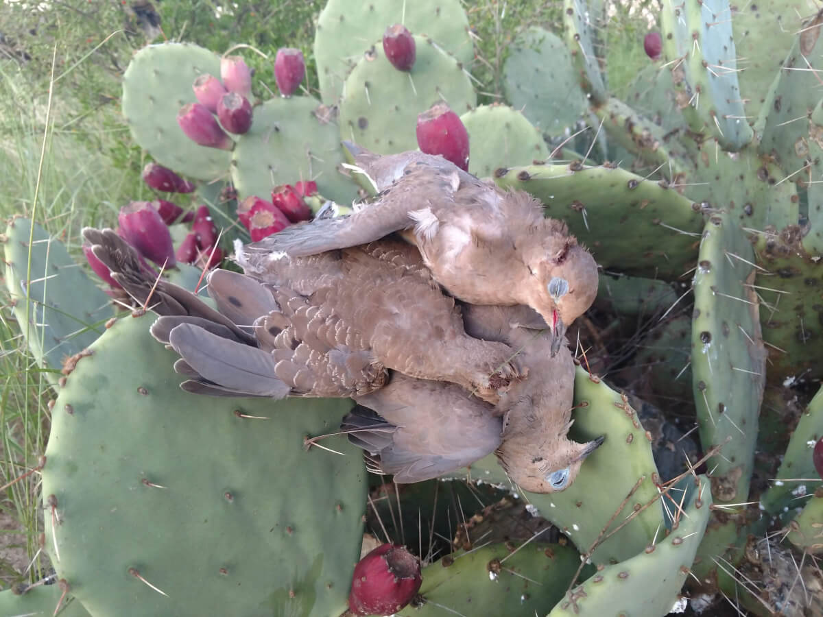 dead birds on prickly green cacti