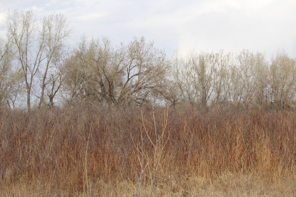 tall cover grass public land