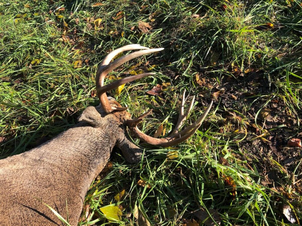 whitetail buck head and rack