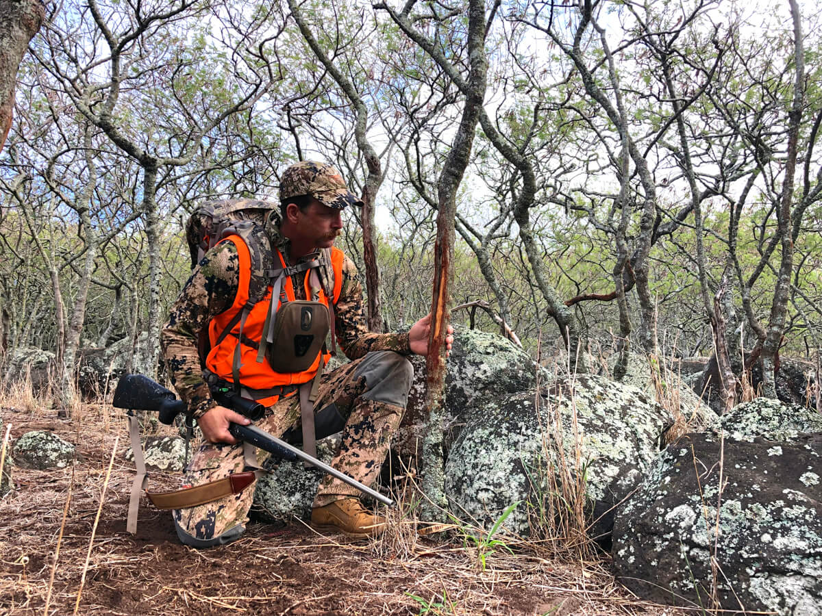 The author examining a buck rub while hunting Axis deer in Hawaii.