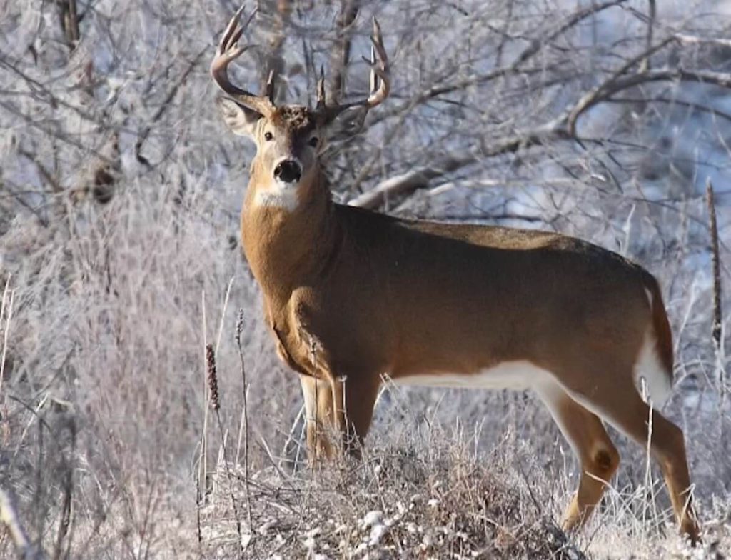 Deer standing in the woods