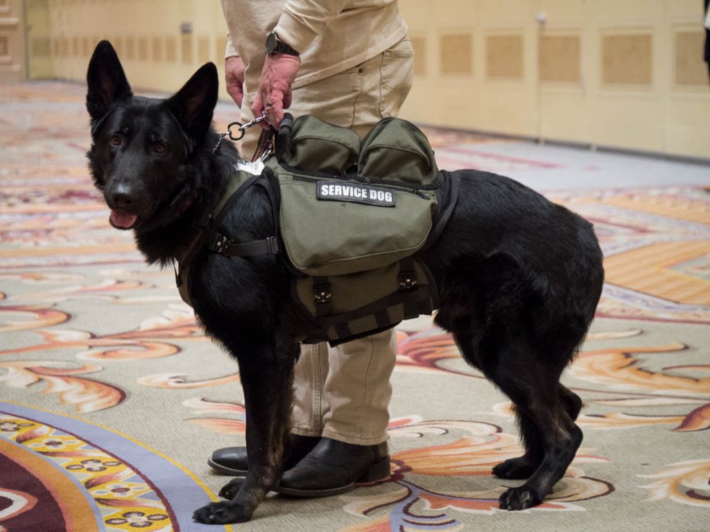 A black german sheperd wearing a green pack.